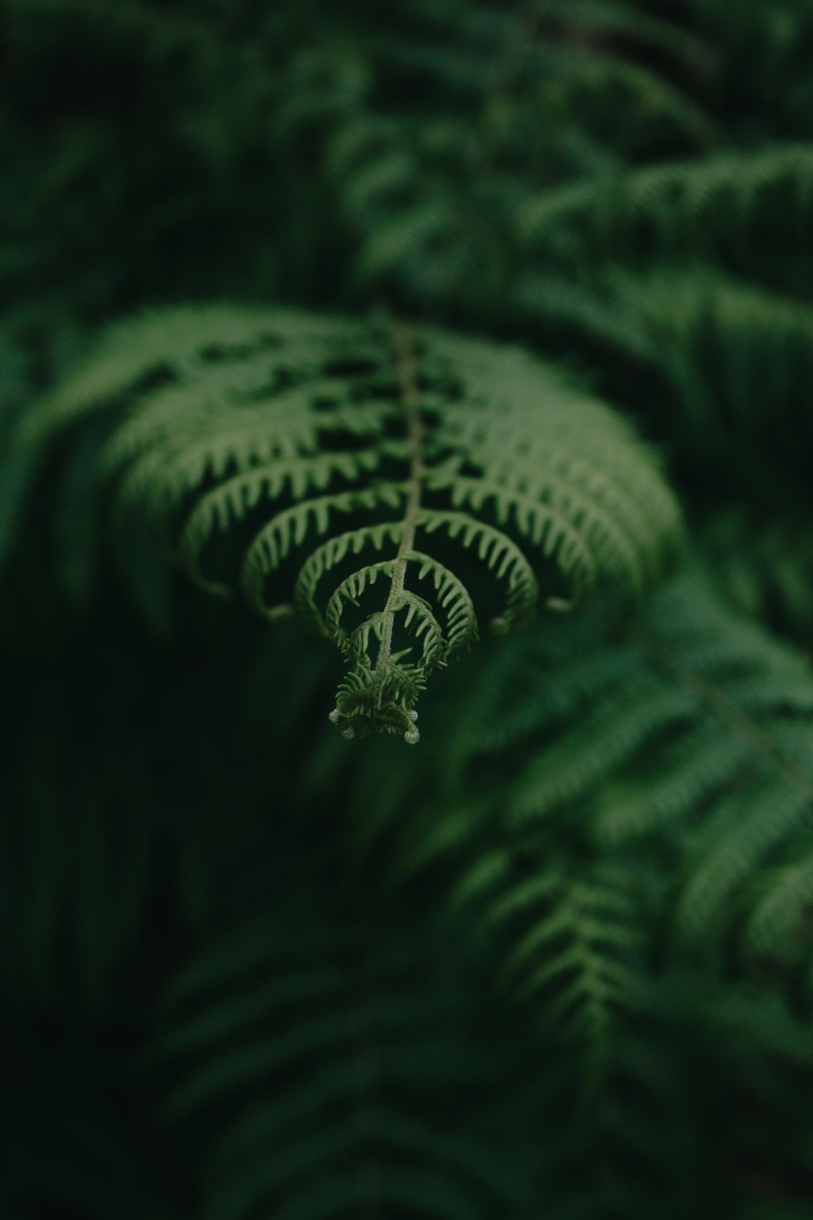 closeup-of-a-young-green-fern.jpg